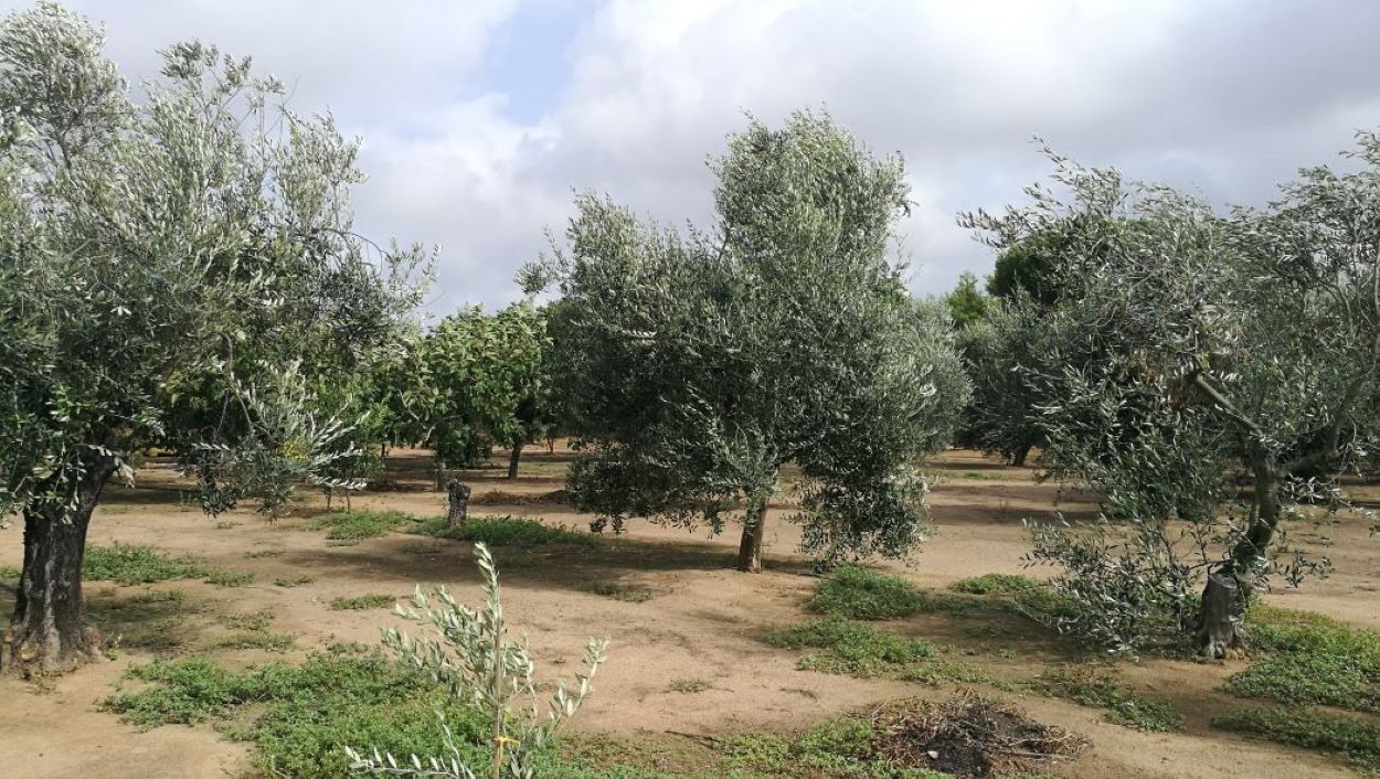 Vendita terreno Olivetato Taviano nel Salento